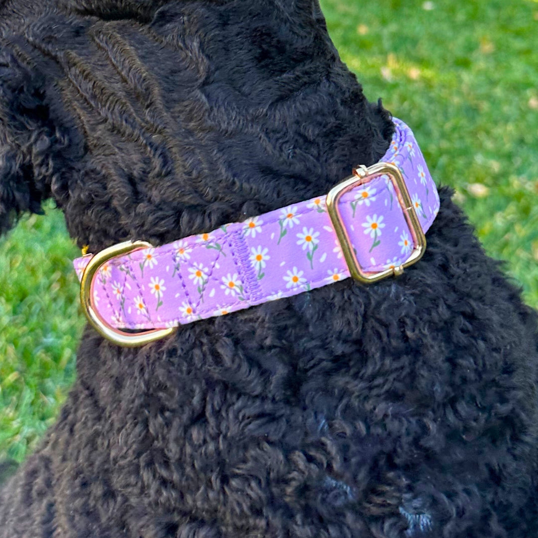Dog Collars