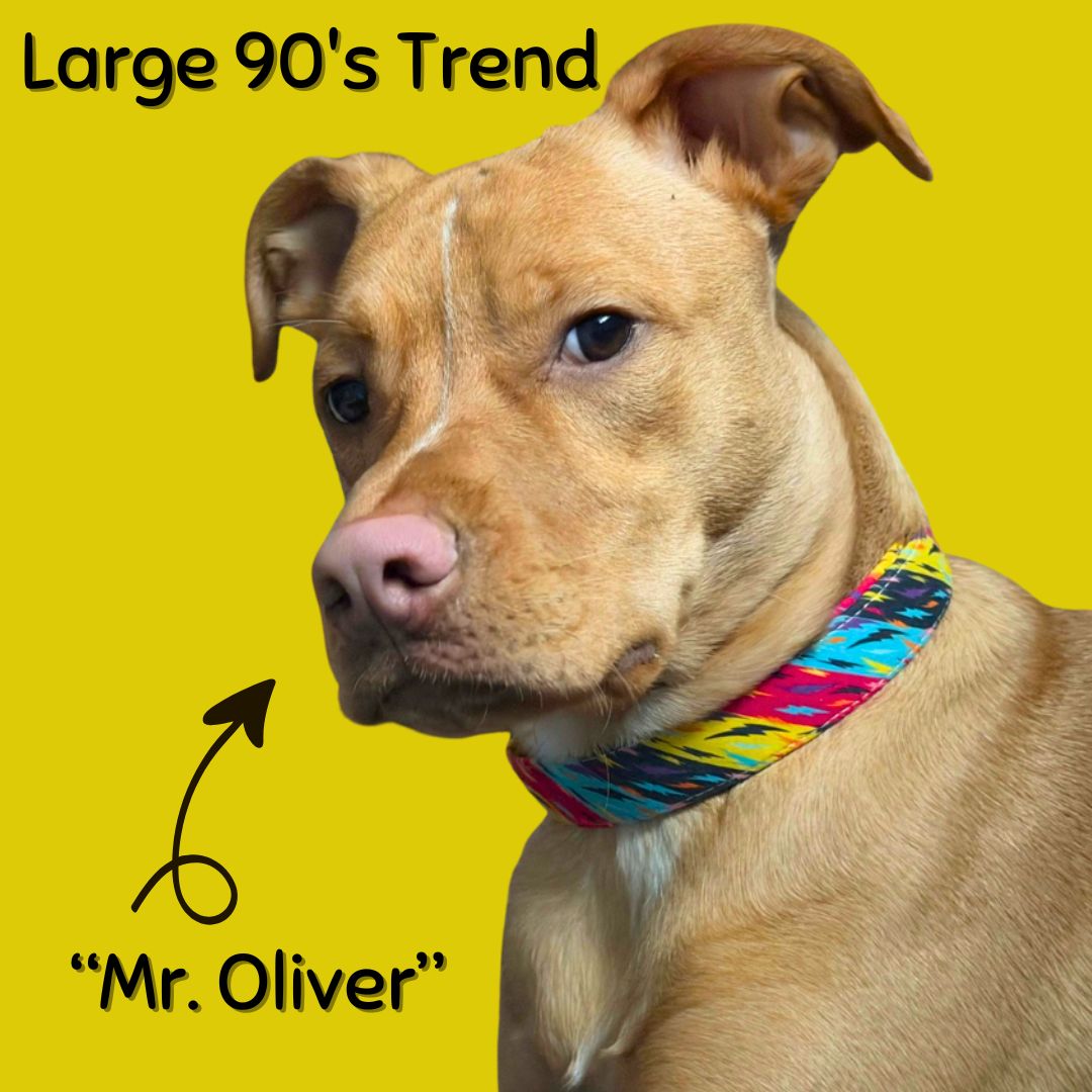 Boop Town Durable Soft Cotton Dog Collar With Nylon Core Quick Release Metal Buckle Adjustable for Girls Boys Small Medium Large Comfortable Pet Products Reduces Hair Matting Gold Tone Zinc Alloy Hardware