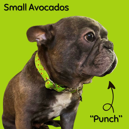 Dog wearing a Boop Town Collection green collar with small avocado pattern on a green background