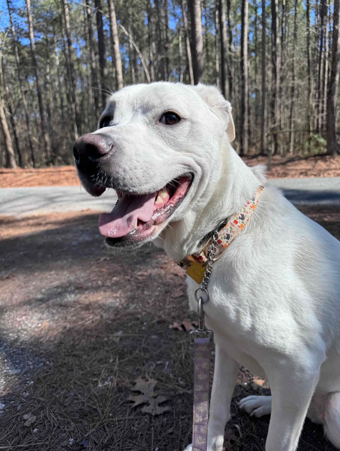 Boop Town Soft Cotton Dog Collar with Metal Buckle