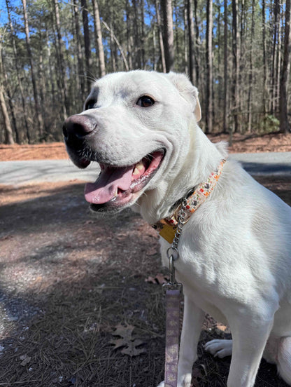 Boop Town Soft Cotton Dog Collar with Metal Buckle