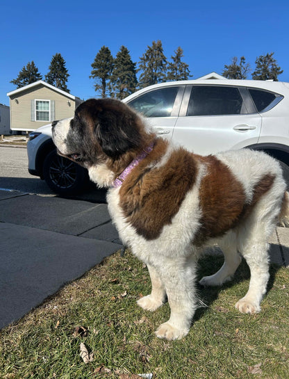 Boop Town Soft Cotton Dog Collar with Metal Buckle