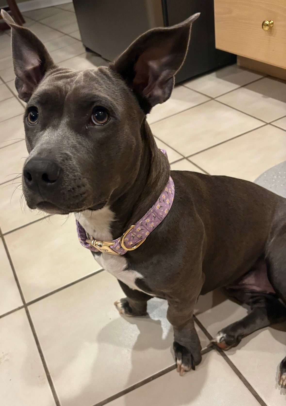 Boop Town Soft Cotton Dog Collar with Metal Buckle