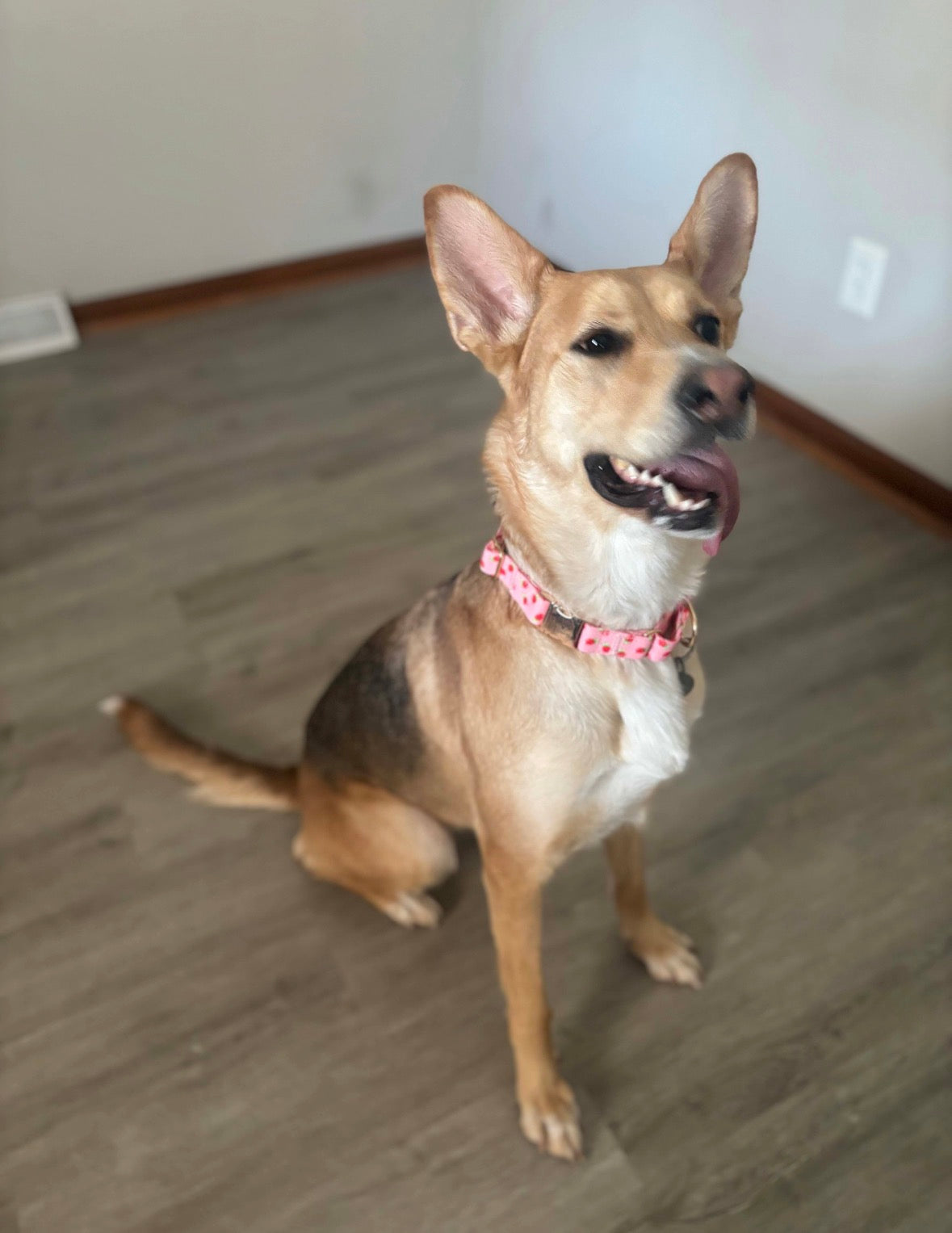 Boop Town Soft Cotton Dog Collar with Metal Buckle