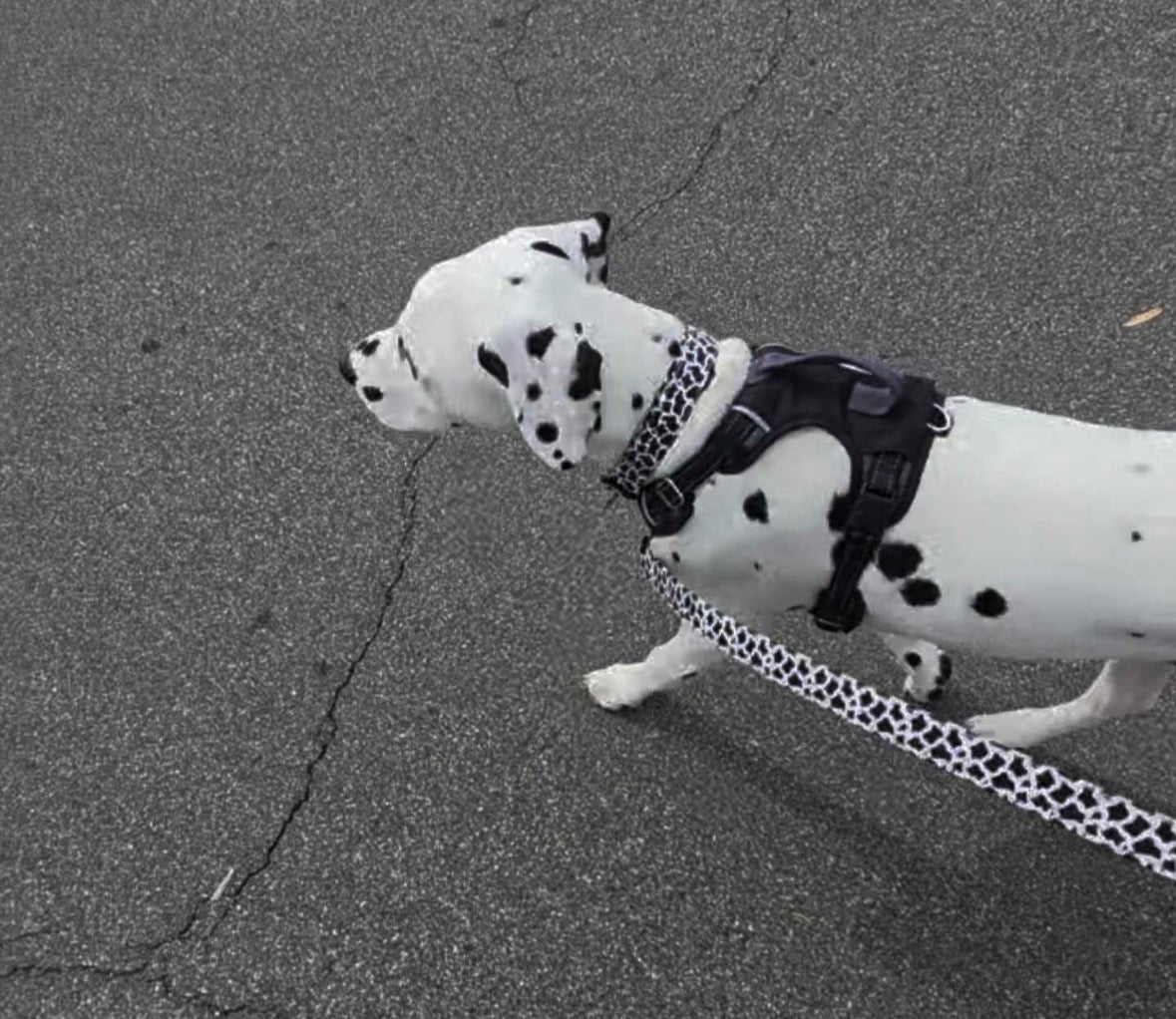 Boop Town Soft Cotton Dog Collar with Metal Buckle